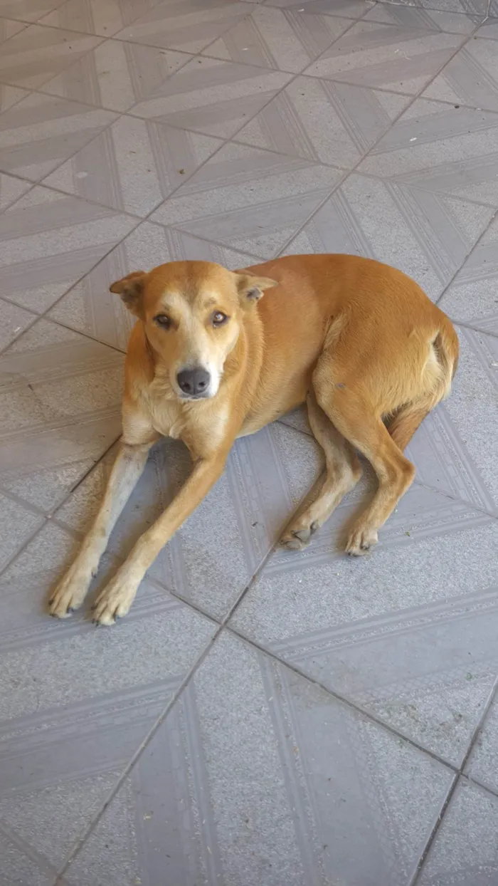 Cachorro ra a Vira-lata idade 2 anos nome Amora