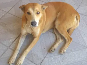 Cachorro raça Vira-lata idade 2 anos nome Amora