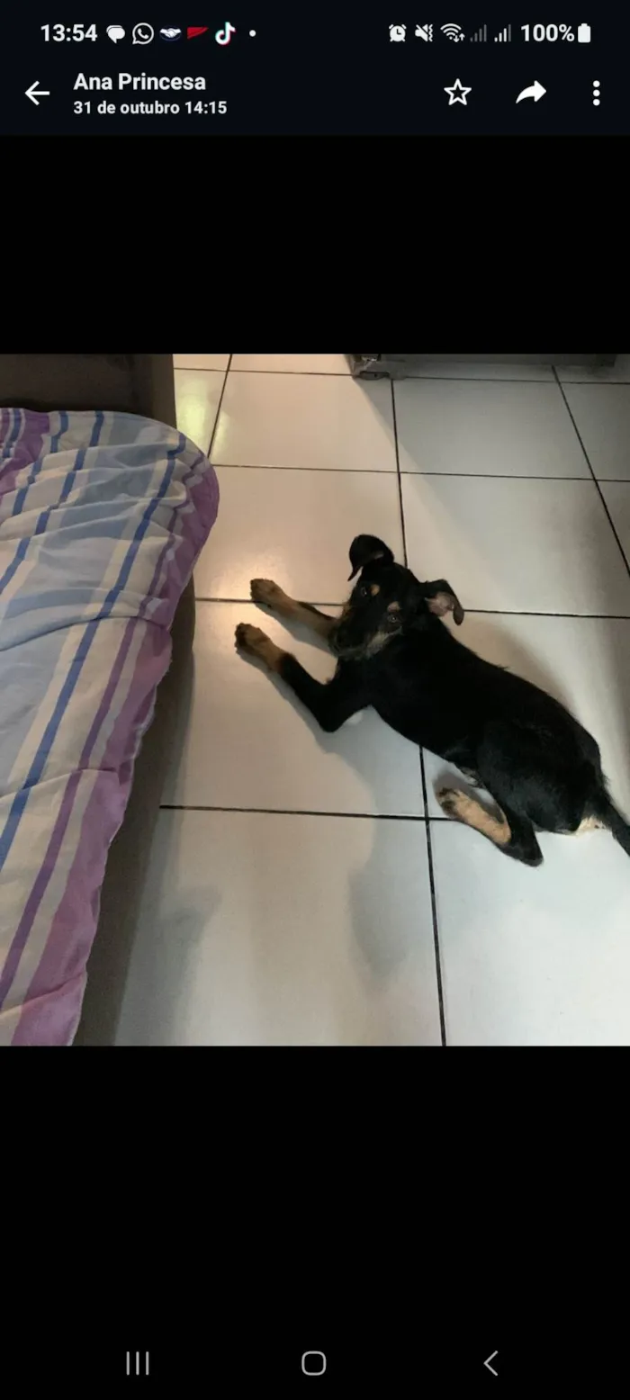 Cachorro ra a SRD-ViraLata idade 7 a 11 meses nome Marley