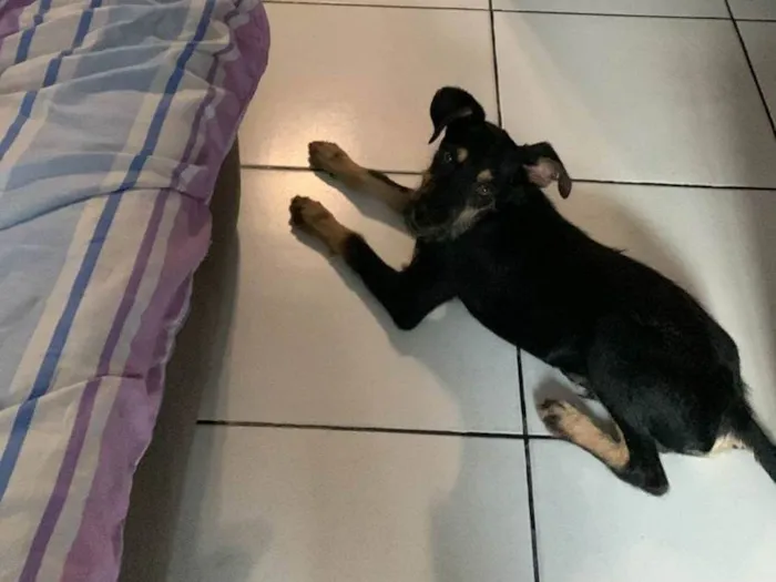 Cachorro ra a SRD-ViraLata idade 7 a 11 meses nome Marley