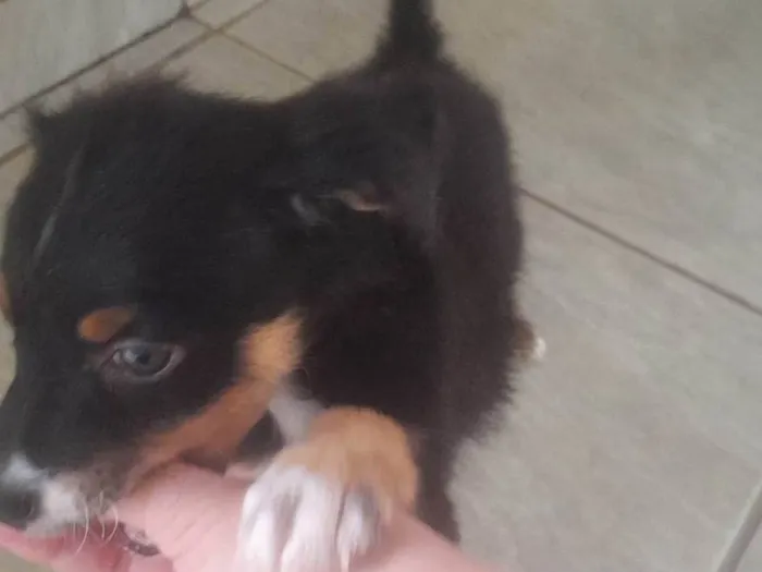 Cachorro ra a SRD - Sem Raça Definida  idade Abaixo de 2 meses nome Você pode escolher o nome dessa princesa 