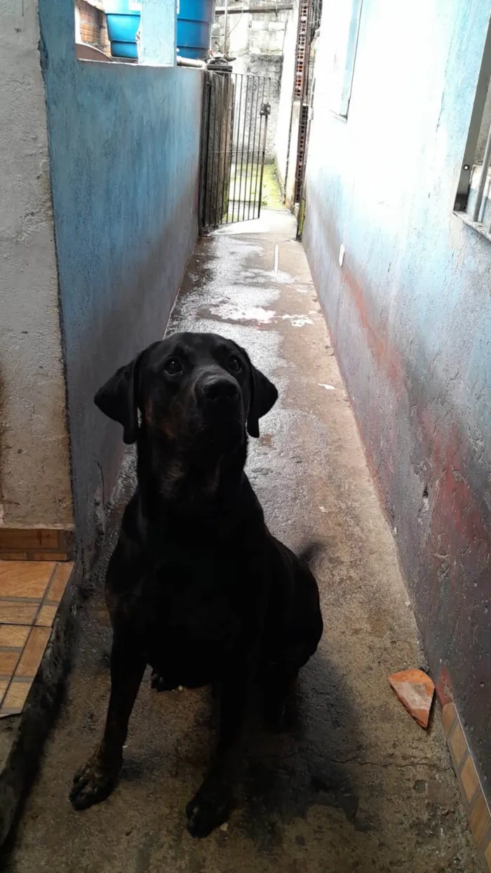 Cachorro ra a Labrador idade 2 anos nome Biel