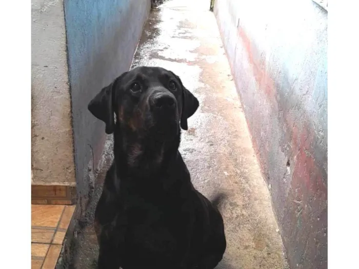 Cachorro ra a Labrador idade 2 anos nome Biel