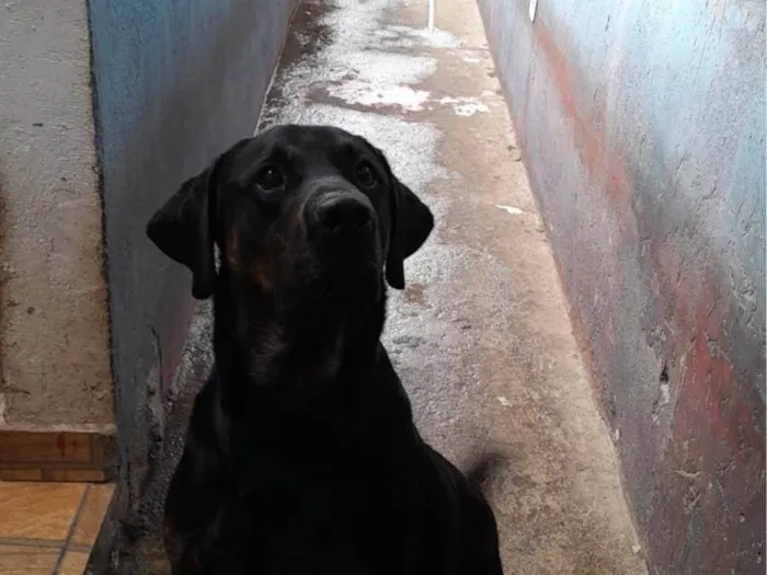 Cachorro ra a Labrador idade 2 anos nome Biel