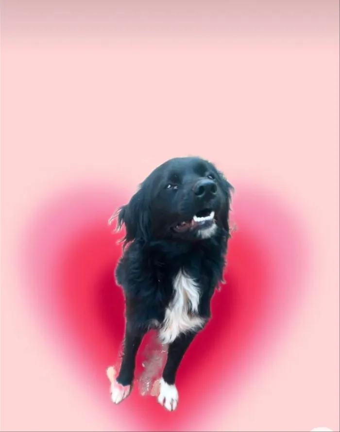 Cachorro ra a SRD-ViraLata idade 7 a 11 meses nome Max porte Pequeno 10 meses 