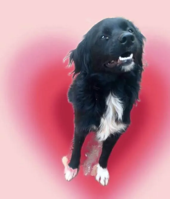 Cachorro ra a SRD-ViraLata idade 7 a 11 meses nome Max porte Pequeno 10 meses 