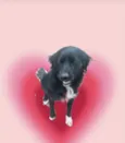 Max porte Pequeno 10 meses 