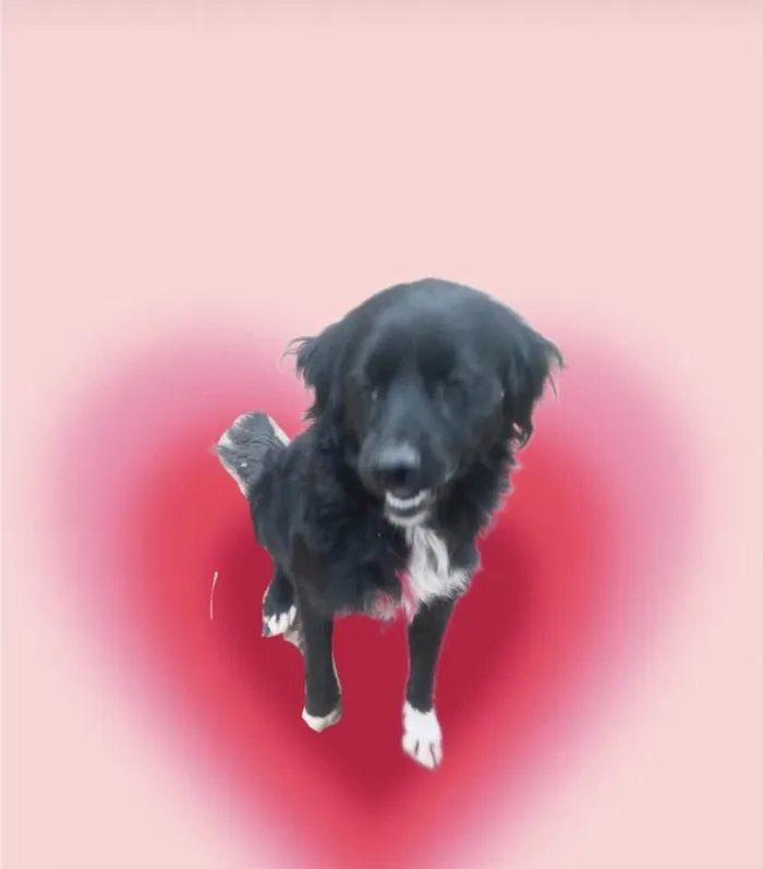 Cachorro ra a SRD-ViraLata idade 7 a 11 meses nome Max porte Pequeno 10 meses 