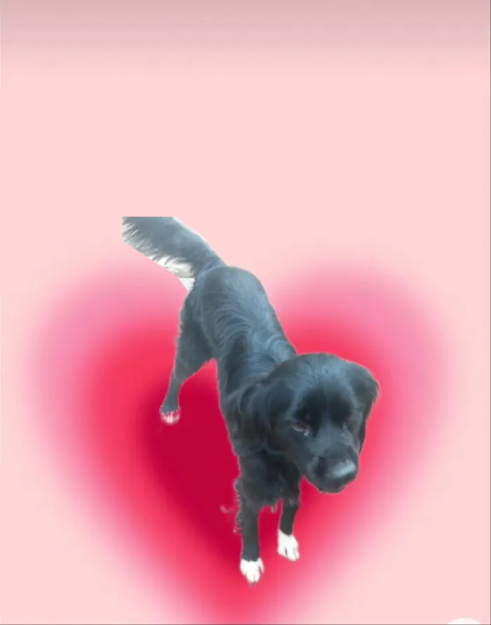 Cachorro ra a SRD-ViraLata idade 7 a 11 meses nome Max porte Pequeno 10 meses 