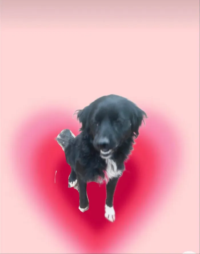 Cachorro ra a SRD-ViraLata idade 7 a 11 meses nome Max porte Pequeno 10 meses 