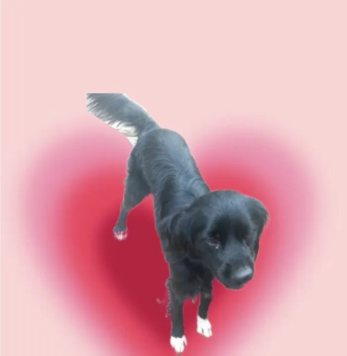 Cachorro ra a SRD-ViraLata idade 7 a 11 meses nome Max porte Pequeno 10 meses 
