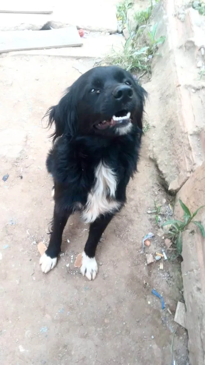 Cachorro ra a SRD-ViraLata idade 7 a 11 meses nome Max porte Pequeno 10 meses 