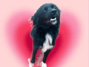 Cachorro raça SRD-ViraLata idade 7 a 11 meses nome Max porte Pequeno 10 meses 