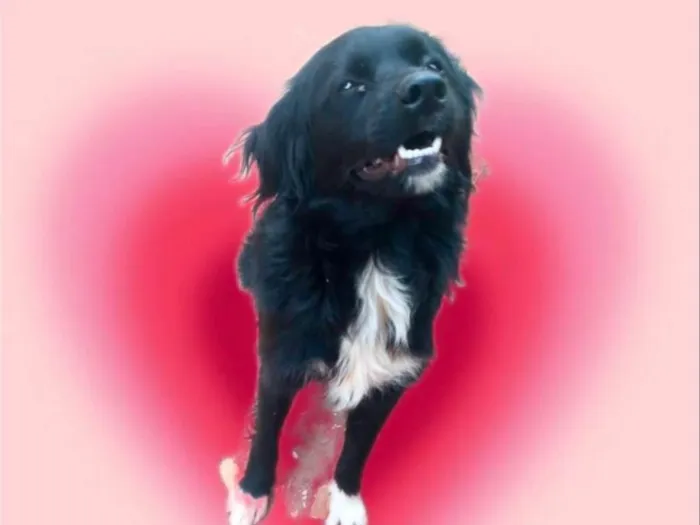 Cachorro ra a SRD-ViraLata idade 7 a 11 meses nome Max porte Pequeno 10 meses 