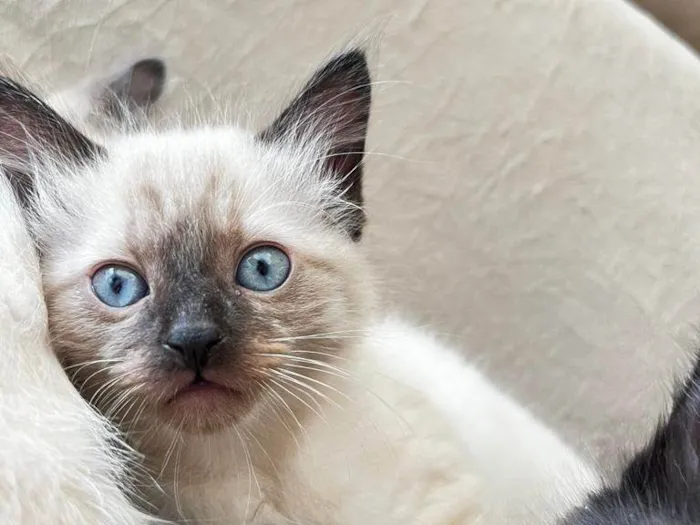 Gato ra a  idade Abaixo de 2 meses nome Gaterson, credin, benção, candida e mindin