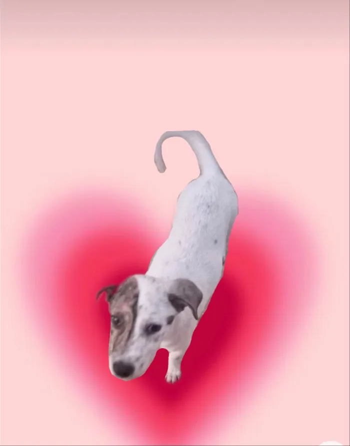 Cachorro ra a SRD-ViraLata idade 2 a 6 meses nome Tintin bb6meses porte Pequeno 