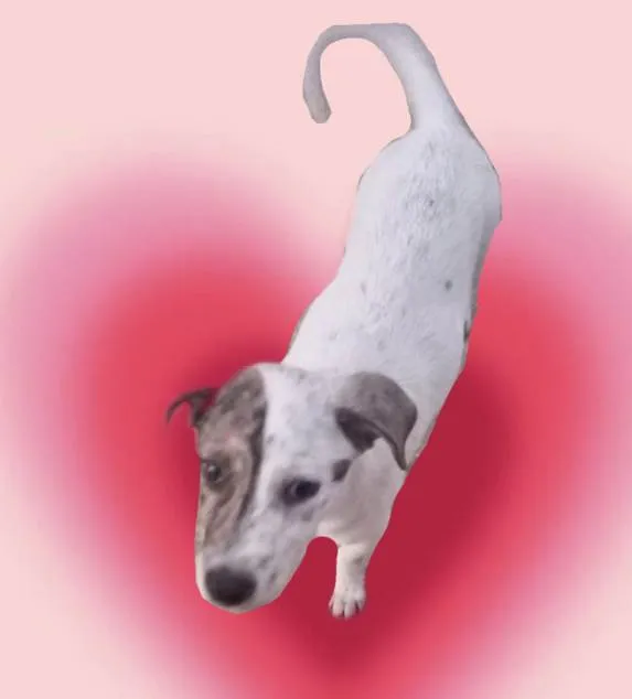 Cachorro ra a SRD-ViraLata idade 2 a 6 meses nome Tintin bb6meses porte Pequeno 