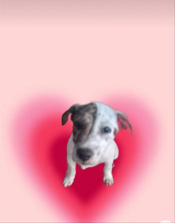 Cachorro ra a SRD-ViraLata idade 2 a 6 meses nome Tintin bb6meses porte Pequeno 