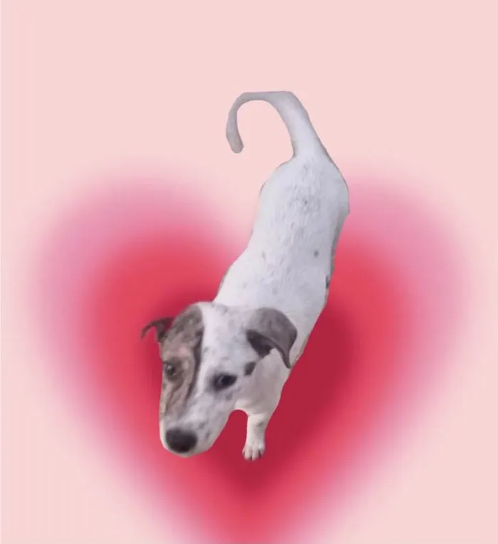 Cachorro ra a SRD-ViraLata idade 2 a 6 meses nome Tintin bb6meses porte Pequeno 