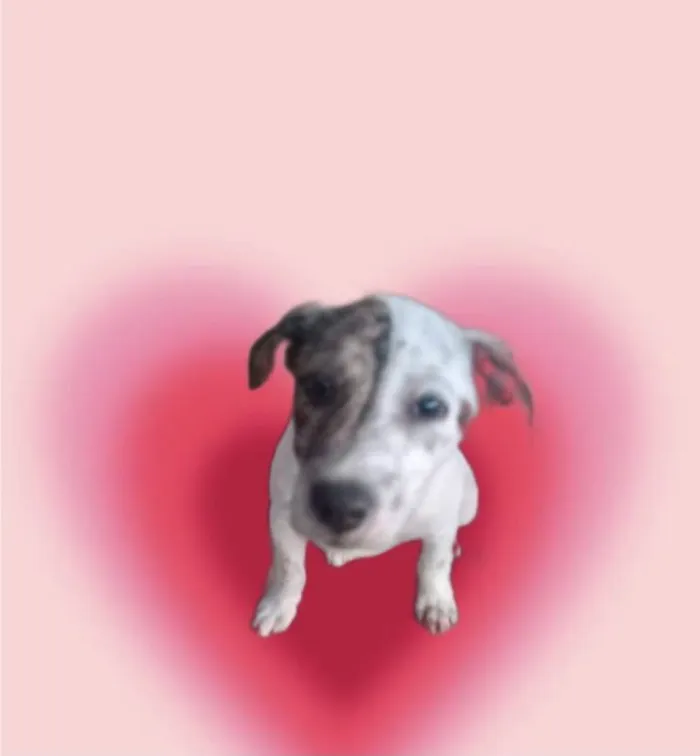 Cachorro ra a SRD-ViraLata idade 2 a 6 meses nome Tintin bb6meses porte Pequeno 
