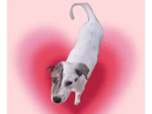 Cachorro raça SRD-ViraLata idade 2 a 6 meses nome Tintin bb6meses porte Pequeno 