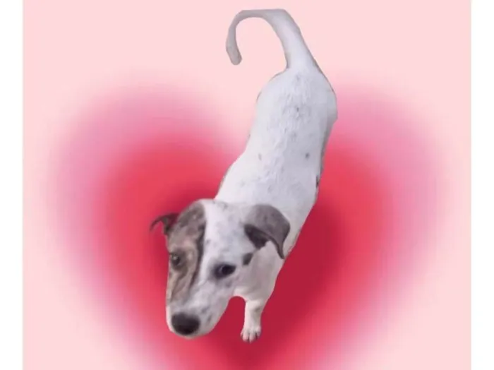 Cachorro ra a SRD-ViraLata idade 2 a 6 meses nome Tintin bb6meses porte Pequeno 