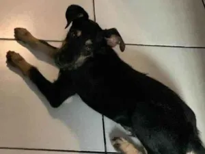 Cachorro raça SRD-ViraLata idade 7 a 11 meses nome Marley