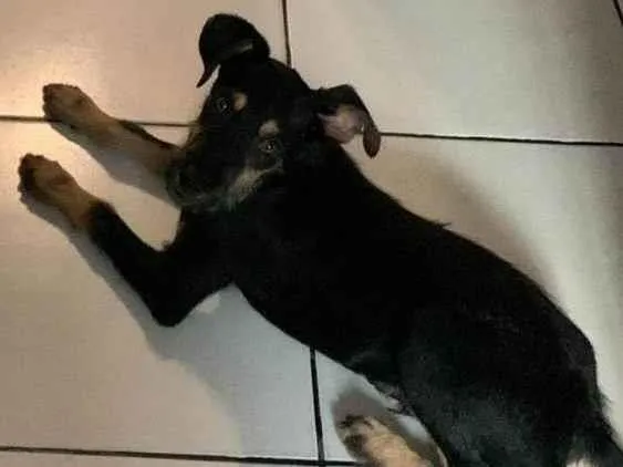 Cachorro ra a SRD-ViraLata idade 7 a 11 meses nome Marley