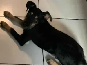 Cachorro raça SRD-ViraLata idade 7 a 11 meses nome Marley 