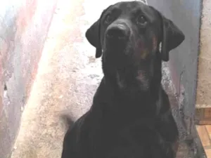 Cachorro raça Labrador idade 2 anos nome Biel