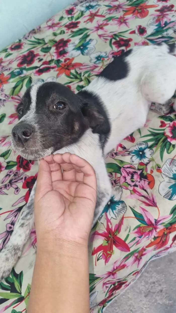 Cachorro ra a SRD-ViraLata idade 2 a 6 meses nome Pipoca