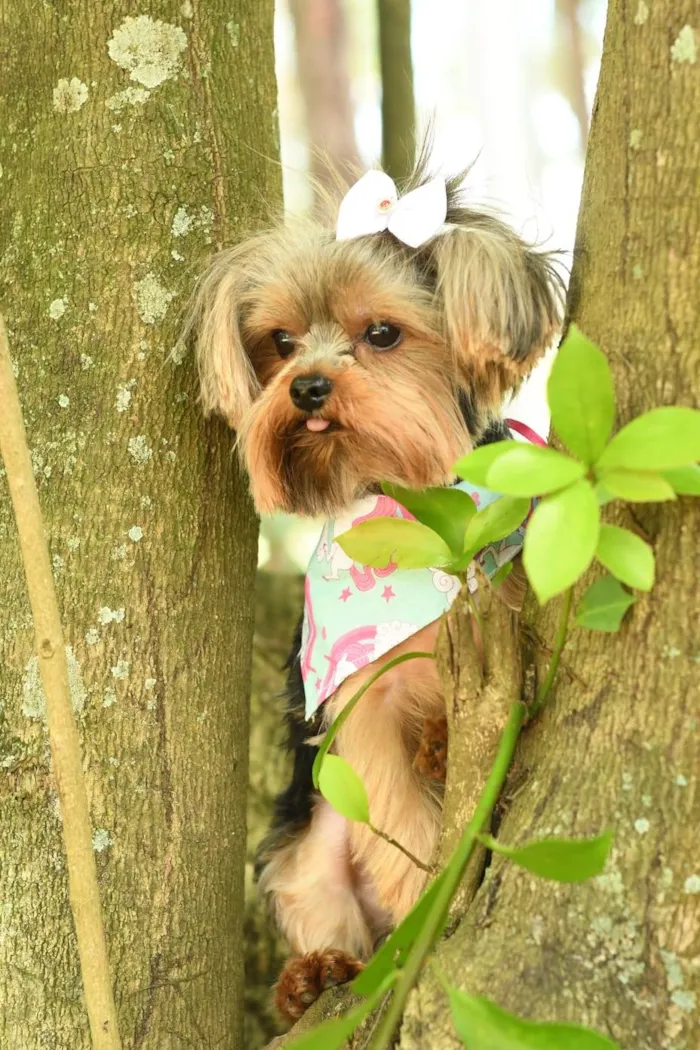 Cachorro ra a yorkishare  idade 3 anos nome Harry e Frozen
