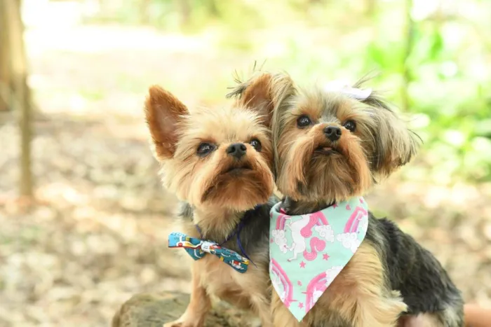 Cachorro ra a yorkishare  idade 3 anos nome Harry e Frozen