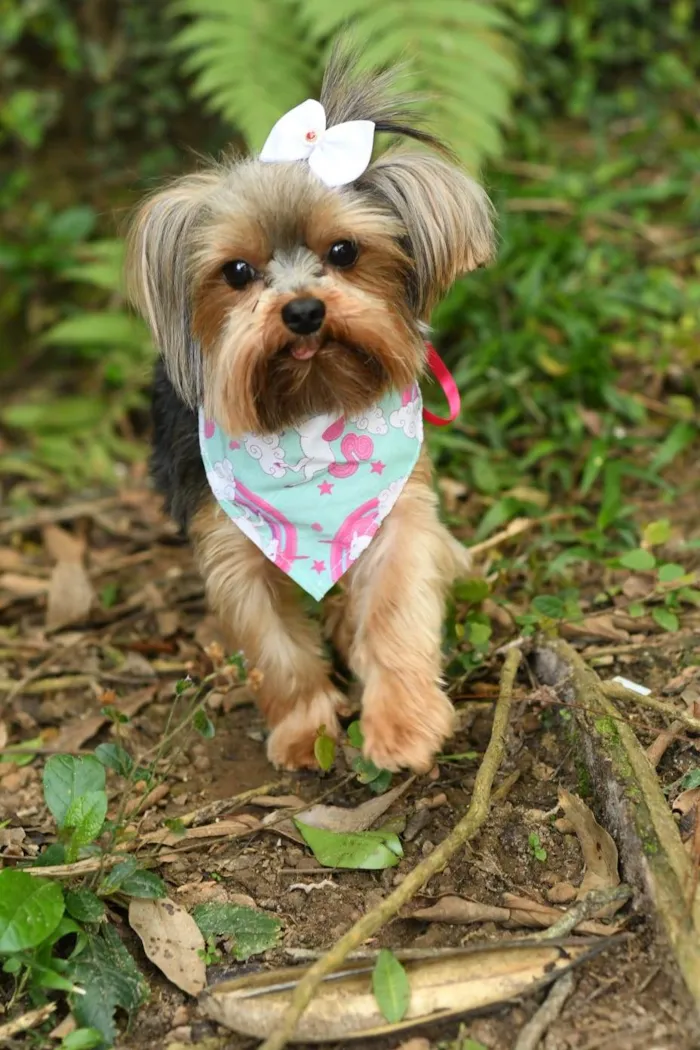 Cachorro ra a yorkishare  idade 3 anos nome Harry e Frozen