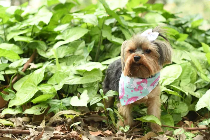 Cachorro ra a yorkishare  idade 3 anos nome Harry e Frozen