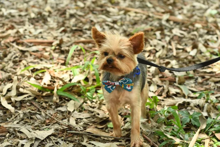 Cachorro ra a yorkishare  idade 3 anos nome Harry e Frozen