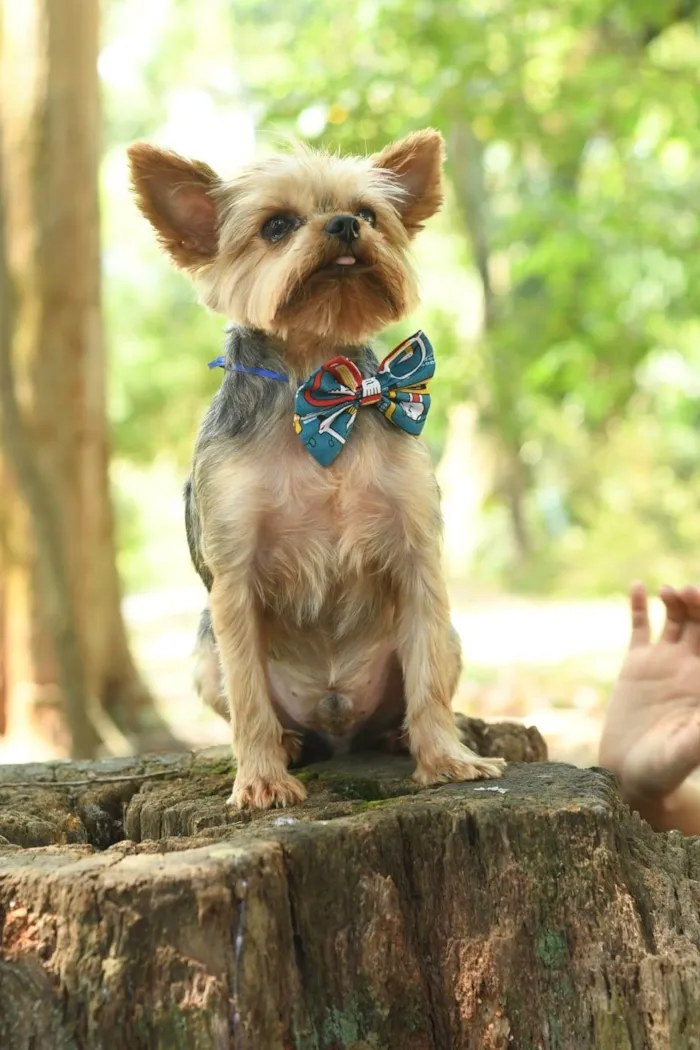 Cachorro ra a yorkishare  idade 3 anos nome Harry e Frozen