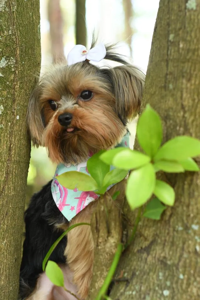 Cachorro ra a yorkishare  idade 3 anos nome Harry e Frozen