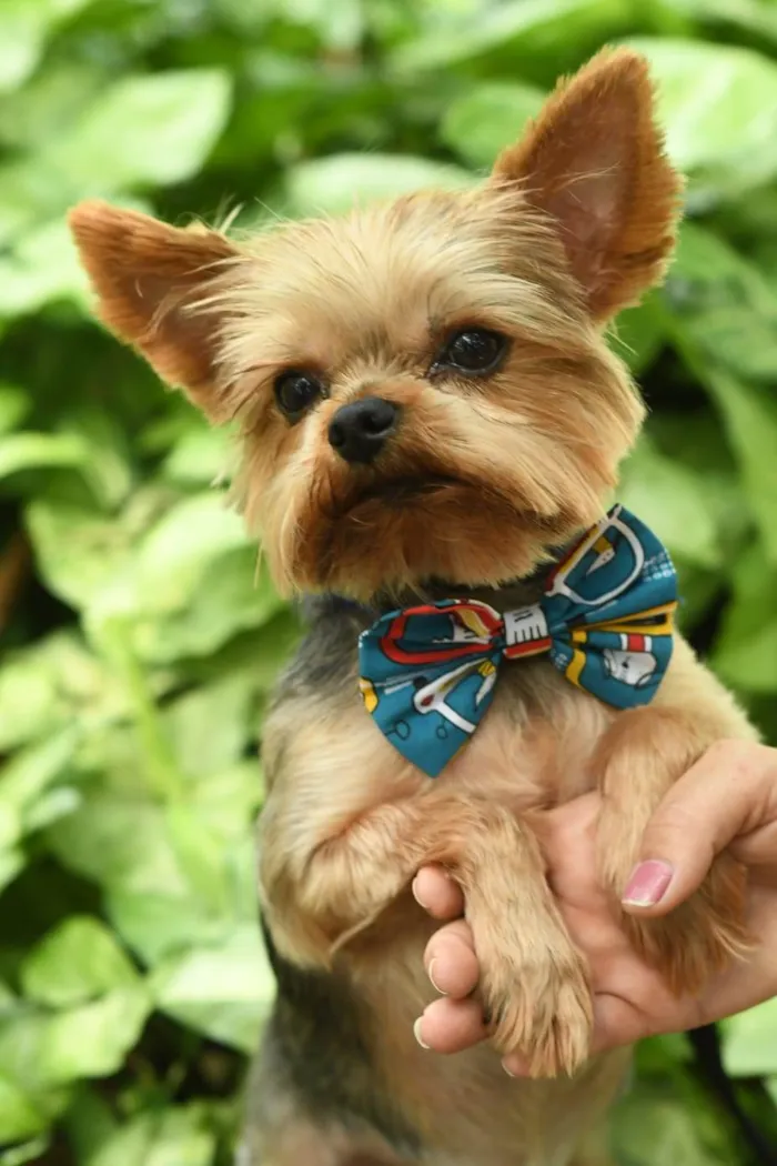 Cachorro ra a yorkishare  idade 3 anos nome Harry e Frozen