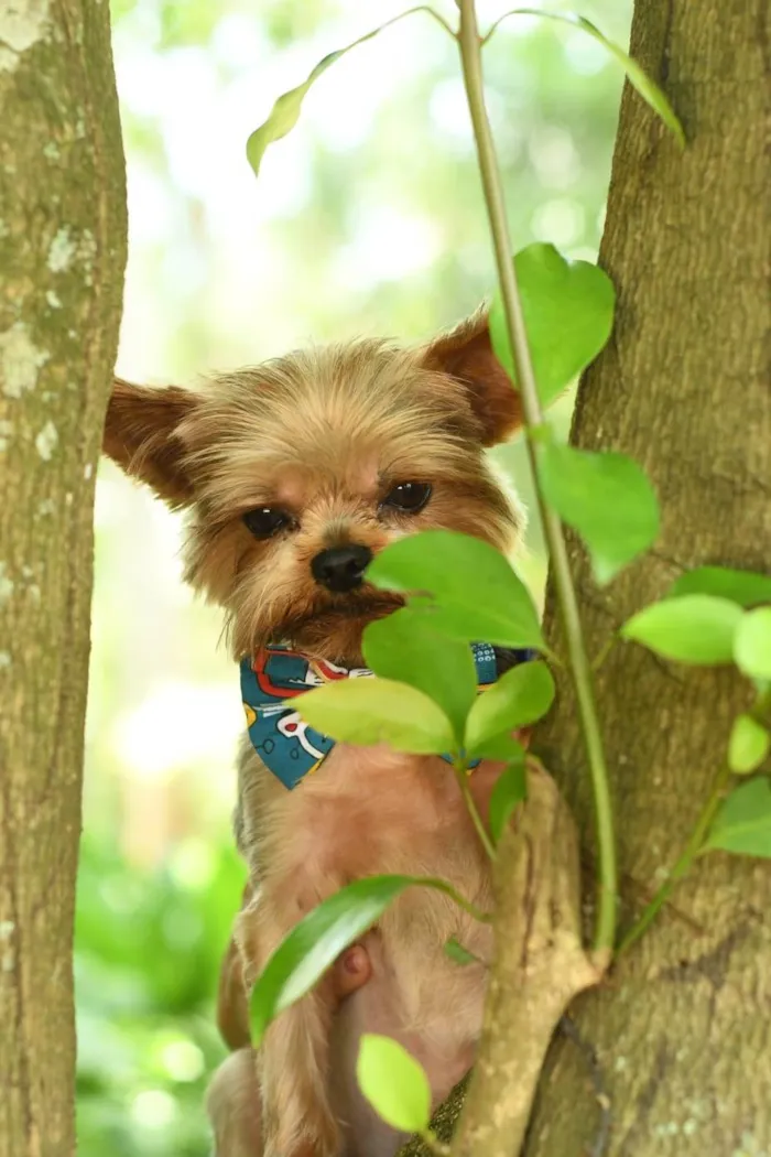 Cachorro ra a yorkishare  idade 3 anos nome Harry e Frozen