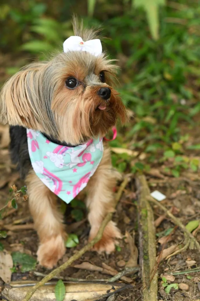 Cachorro ra a yorkishare  idade 3 anos nome Harry e Frozen