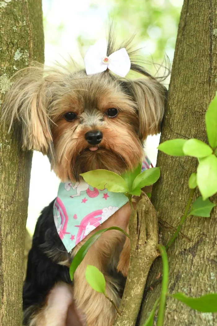 Cachorro ra a yorkishare  idade 3 anos nome Harry e Frozen
