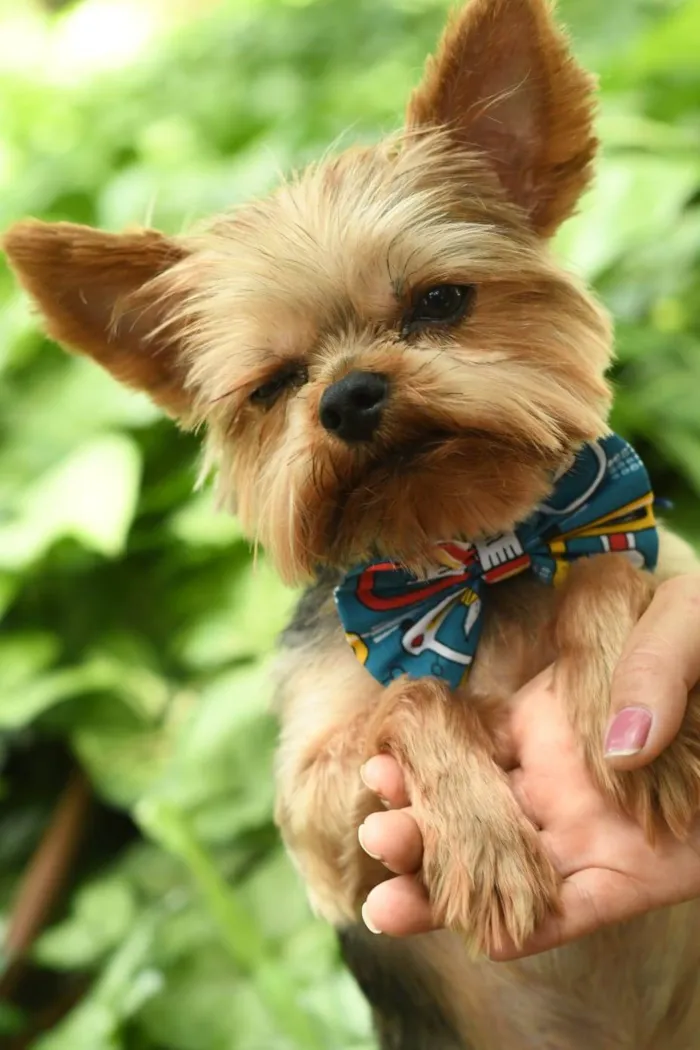 Cachorro ra a yorkishare  idade 3 anos nome Harry e Frozen