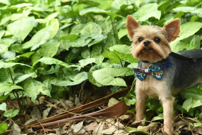 Cachorro ra a yorkishare  idade 3 anos nome Harry e Frozen