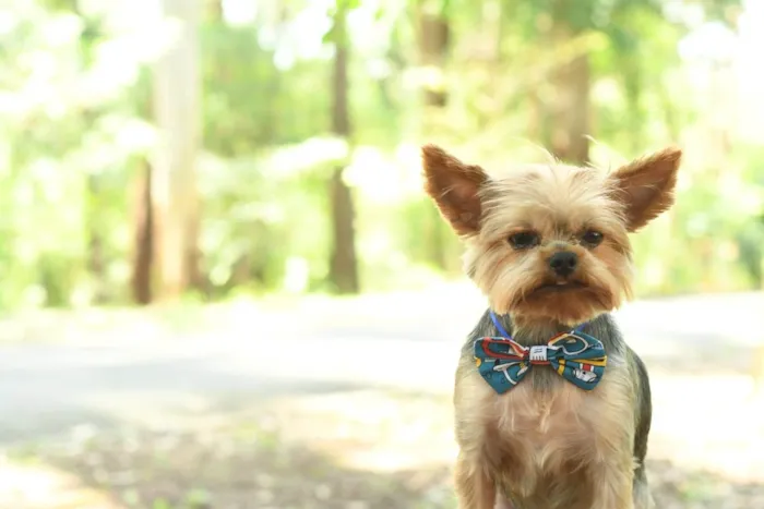 Cachorro ra a yorkishare  idade 3 anos nome Harry e Frozen