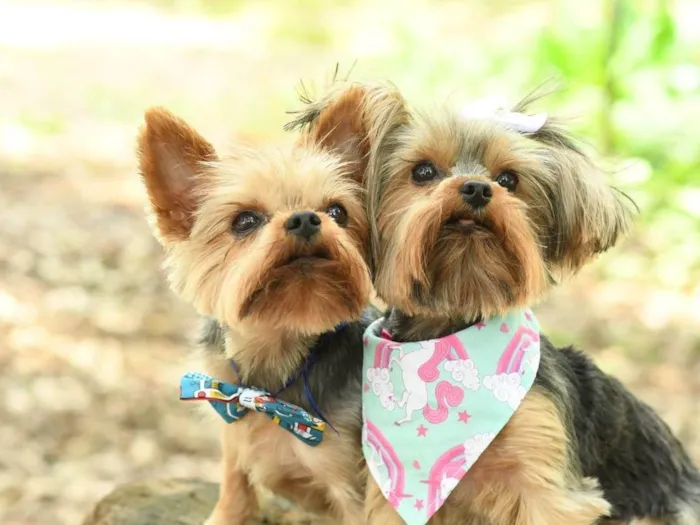 Cachorro ra a yorkishare  idade 3 anos nome Harry e Frozen