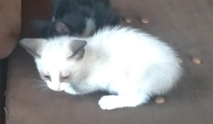 Gato ra a SRD idade Abaixo de 2 meses nome Gato