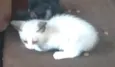Gato