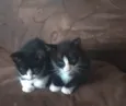 Gato