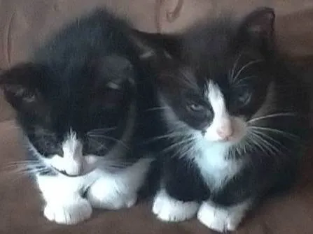 Gato ra a SRD idade Abaixo de 2 meses nome Gato